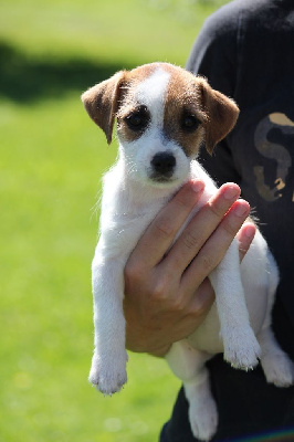 Les chiots de Jack Russell Terrier