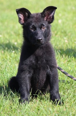 Les chiots de Berger Allemand