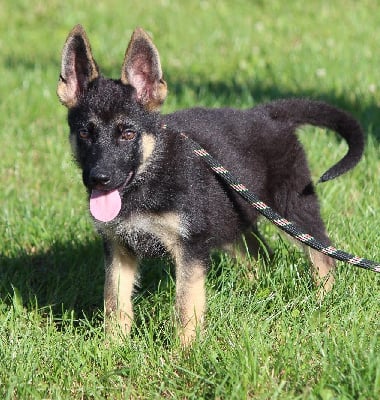 Les chiots de Berger Allemand