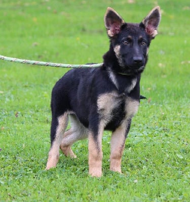 Les chiots de Berger Allemand