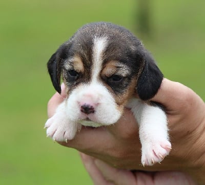 Les chiots de Beagle