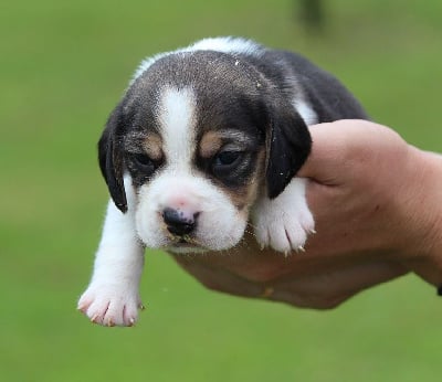 Les chiots de Beagle