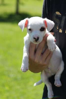 Les chiots de Jack Russell Terrier