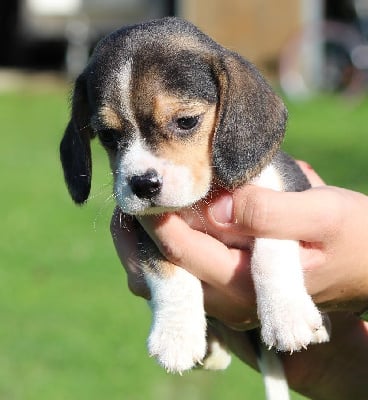 Les chiots de Beagle