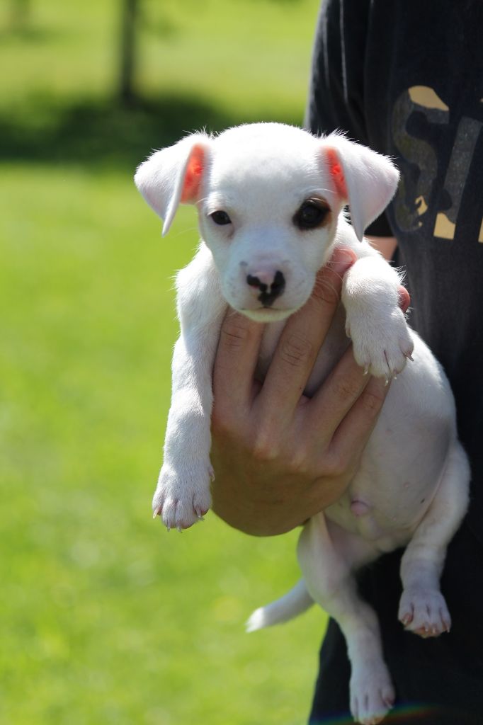 Ventura - Jack Russell Terrier