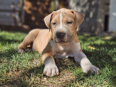 Les chiots de American Staffordshire Terrier