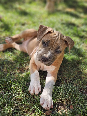 Les chiots de American Staffordshire Terrier