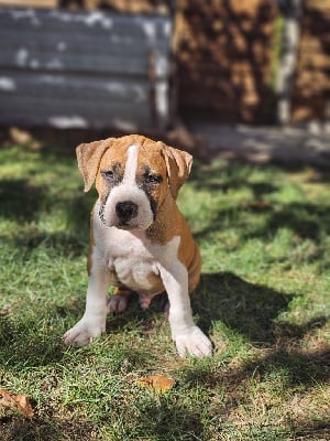 Les chiots de American Staffordshire Terrier