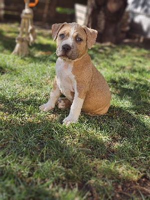 Les chiots de American Staffordshire Terrier