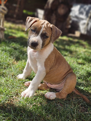 Les chiots de American Staffordshire Terrier