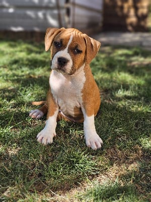 Les chiots de American Staffordshire Terrier