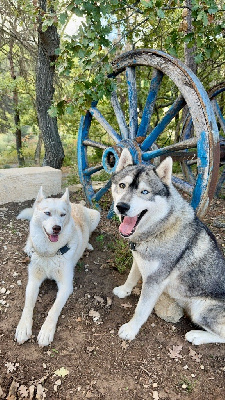 Des Loups Du Luberon