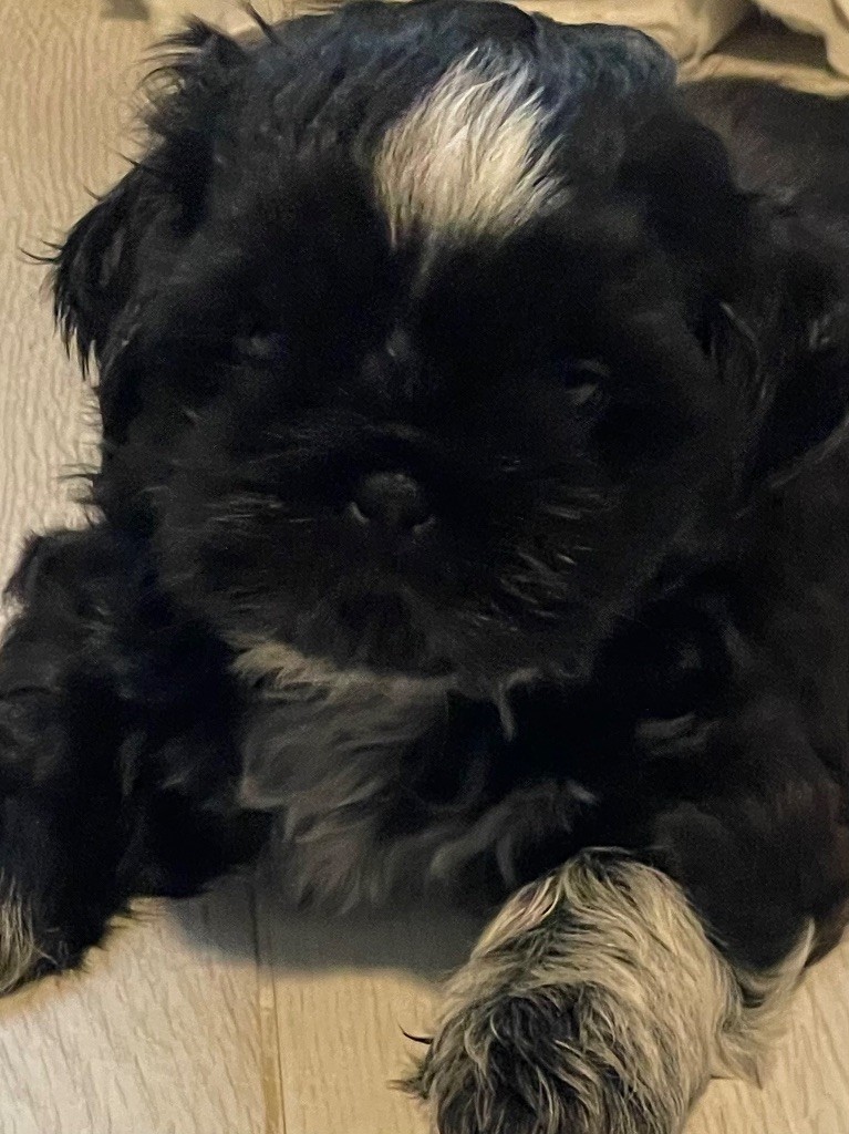 VICTOR - Shih Tzu