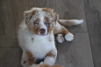 Les chiots de Berger Australien