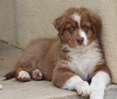 Les chiots de Berger Australien