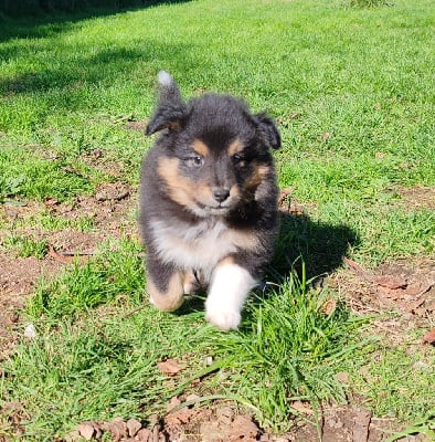 Les chiots de Shetland Sheepdog