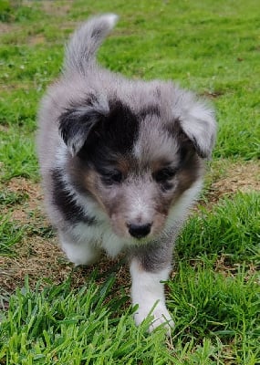 Les chiots de Shetland Sheepdog