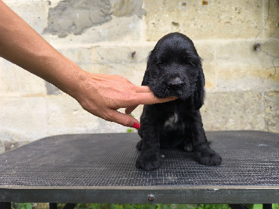 Les chiots de Cocker Spaniel Anglais