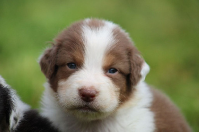 Les chiots de Berger Australien