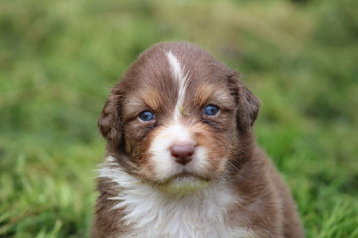 Les chiots de Berger Australien