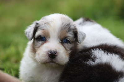 Les chiots de Berger Australien