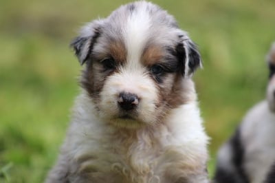 Les chiots de Berger Australien