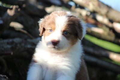 Les chiots de Berger Australien