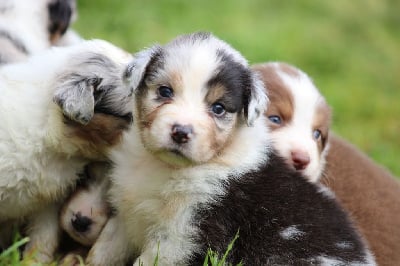 Les chiots de Berger Australien