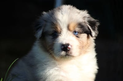 Les chiots de Berger Australien