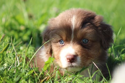 Les chiots de Berger Australien