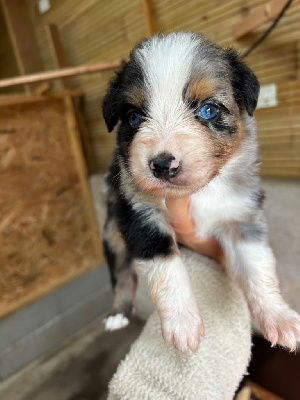 Les chiots de Berger Australien