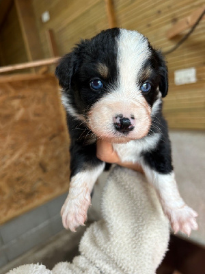 Les chiots de Berger Australien