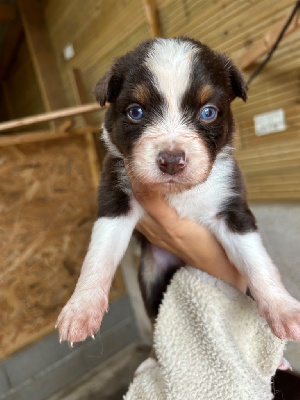 Les chiots de Berger Australien