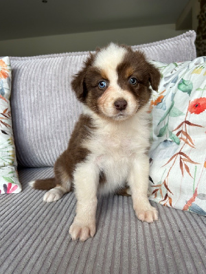 Les chiots de Berger Australien