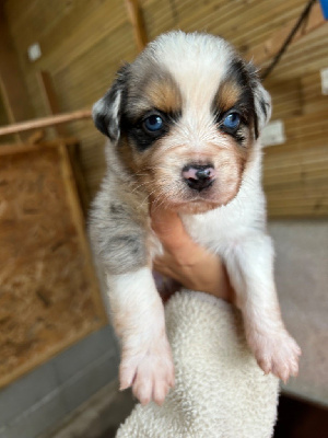 Les chiots de Berger Australien