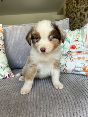 Les chiots de Berger Australien