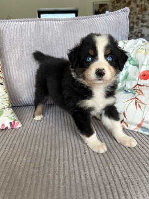 Les chiots de Berger Australien