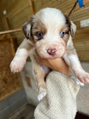 Les chiots de Berger Australien