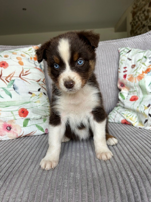 Les chiots de Berger Australien