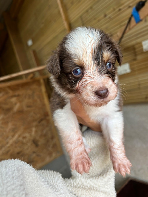 Les chiots de Berger Australien