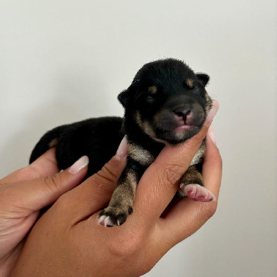 Les chiots de Shiba