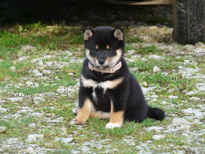 Les chiots de Shiba