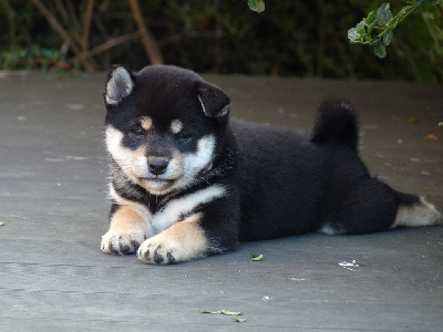 Les chiots de Shiba