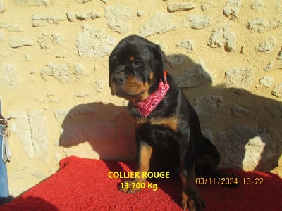 Les chiots de Rottweiler