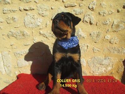 Les chiots de Rottweiler