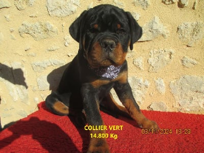 Les chiots de Rottweiler