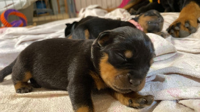 CHIOT 6 (Collier Gris) - Rottweiler