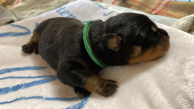 CHIOT 2 (Collier Vert) - Rottweiler