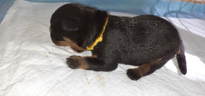 CHIOT 3 (Collier Jaune) - Rottweiler