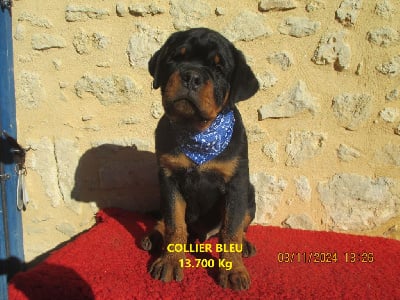 Les chiots de Rottweiler